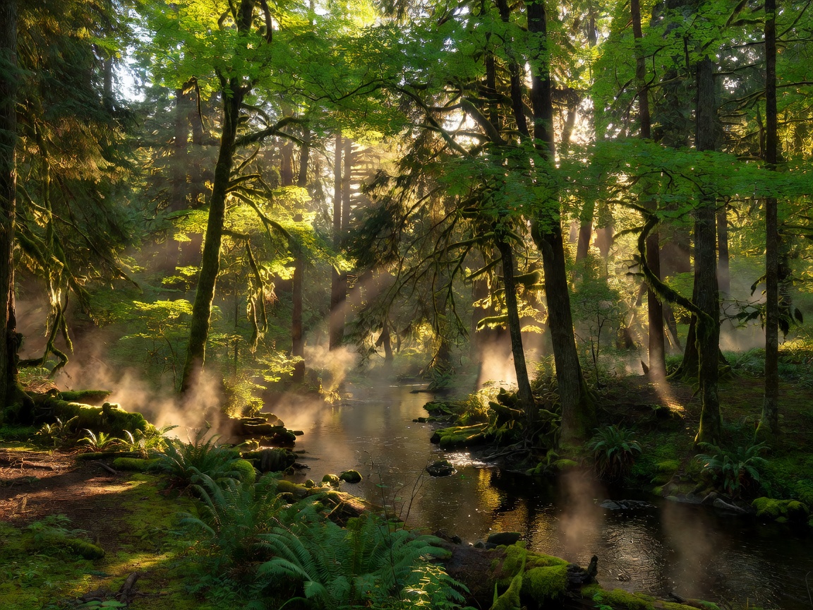 Sun rays penetrating green canopy over forest stream